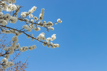 真っ白な桜のある風景