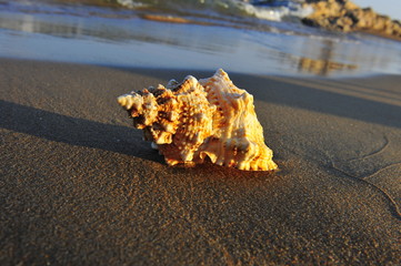 Obraz na płótnie Canvas Shells on the seashore
