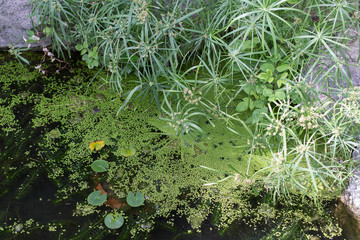 池と植物