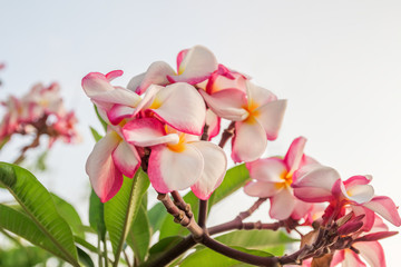 Fototapeta na wymiar Plumeria flowers with white, pink and yellow flowers mixed together, a flower bouquet on the tree look beautiful.