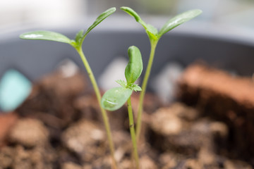 Marigold tree seedling are growing in plastic flower pot