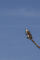 Osprey perched on tree. ready to hunt breakfast looks attentively down at the river with blue sky as background. also known as sea hawk or river hawk or fish hawk. beautiful bird of prey . 