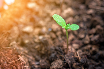 Marigold tree seedling are growing in plastic flower pot