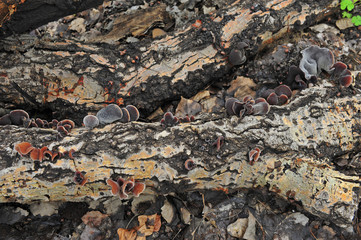 Wild mushrooms, in the wild nature