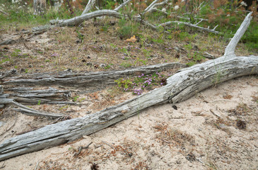 Wood in sand, breckland thyme growing in the dry environment