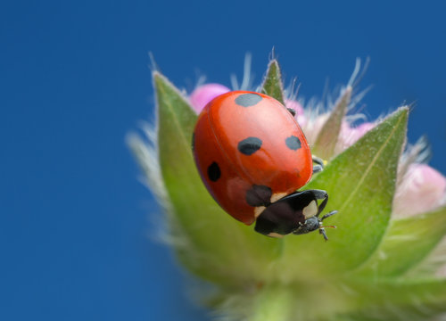 Macro photo of a ladybird on field scabious