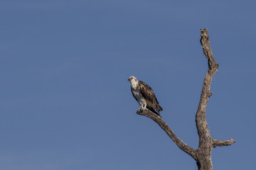 Osprey perched on tree. ready to hunt breakfast looks attentively down at the river with blue sky as background. also known as sea hawk or river hawk or fish hawk. beautiful bird of prey . 