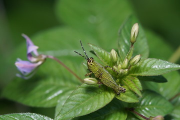 Close up macro little grasshopper stays on leafs