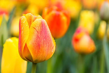 tulips in bloom