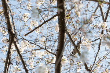 桜の花と鳥