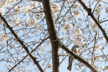 桜の花と鳥