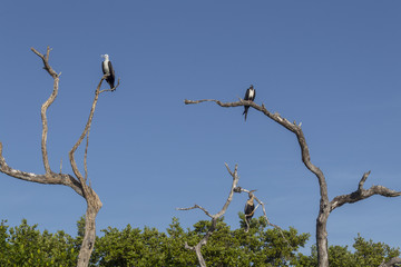 Three birds perched on trees. They look at each other under the hot morning sun in Mexico. They are perched on dry branches