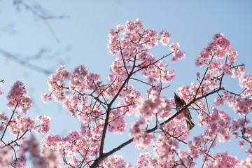 桜の花と鳥