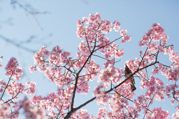 桜の花と鳥
