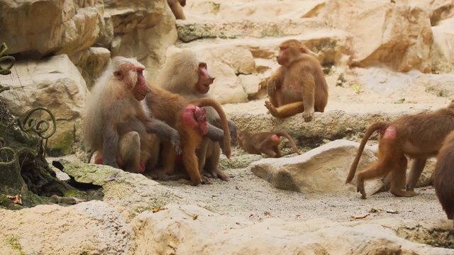 A large family of baboons with cubs
