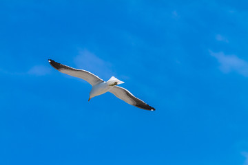 Obraz premium gaivotão