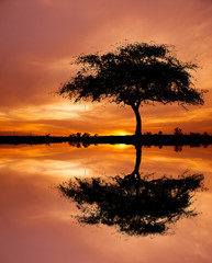 silhouette single tree on orange sky background