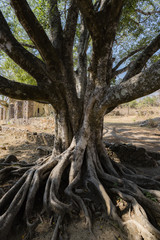 Ancient old growth tree with meadering exposed roots