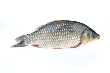 Carp on a white background