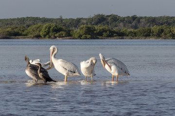 White and brown pelicans and cormoran sunbathing in the river. They take a break after a productive morning of fishing and hunting. 