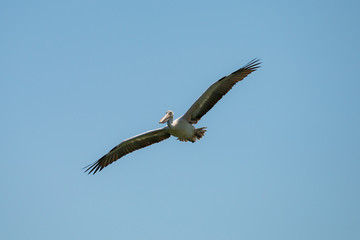 Flying spot billed pelican or grey pelican in Thailand