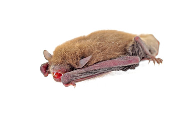 The bat on a white background