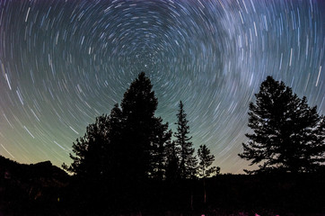 Star trails around trees