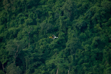 Flying great hornbill at Khao Yai national park, THAILAND © joesayhello