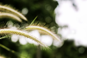 grass flower at sunset with mountain scenery background in green nature,yellow flower grass impact sunlight