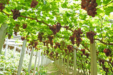 Obraz premium Ripe grapes in his vineyard