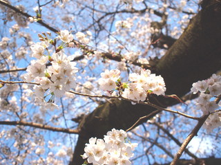 満開の染井吉野と青空