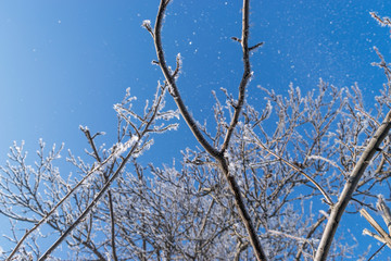 Branches of trees covered in snow during a sunny day.