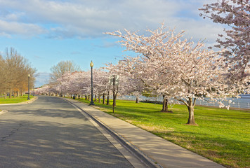 Alley with blossoming cheery tress along the river in Washington DC, USA. Flowers abundance at East Potomac Park in spring. - 198128617