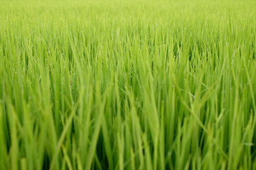 Paddy field, Rice farm in Thailand