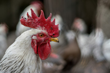 A rooster in a traditional village area