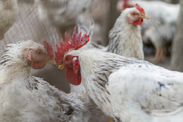 A rooster and some hens in a traditional village area