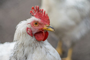 A hen with a red comb in a village area