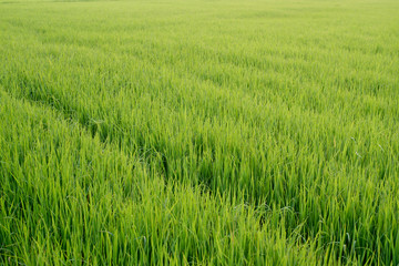 Paddy field, Rice farm in Thailand