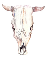 Watercolor bull skull over white