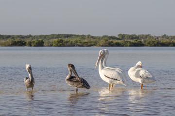 White and brown pelicans sunbathing in the river. They take a break after a productive morning of fishing and hunting. 