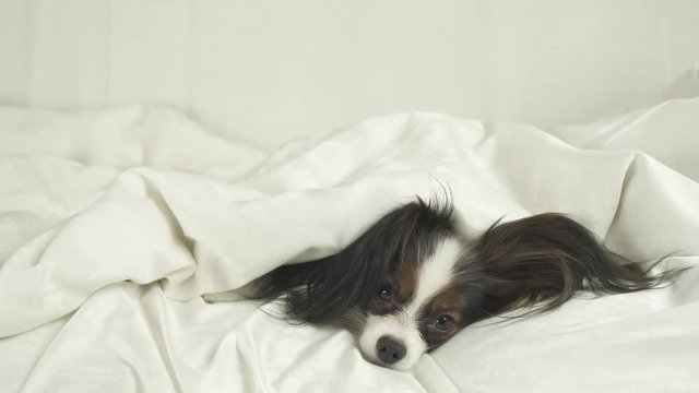 Dog Papillon crawls out from under blankets and jumps off the bed stock footage video