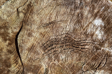 Wood texture with growth rings.