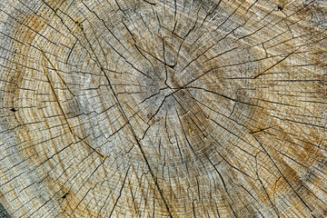 Fototapeta premium Wood texture with growth rings.