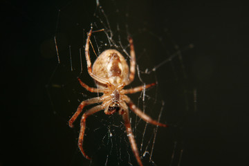 a big spider web in the night.