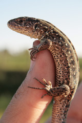 sand lizard sits on the arm of a man.