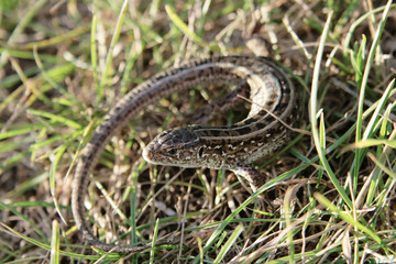 brown sand lizard at grass.