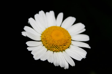 Daisy on a black background.