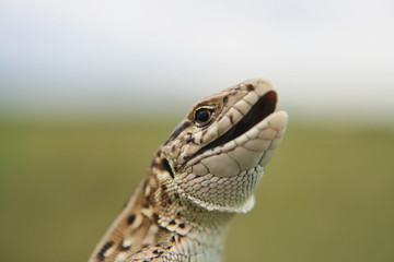 sand lizard is going to attack.
