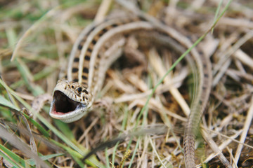 sand lizard is going to attack.