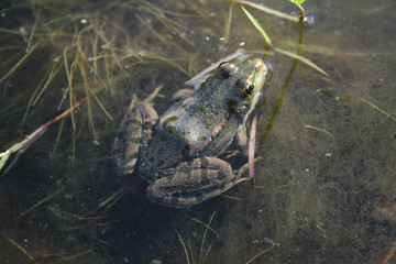 the frog sits in the pond.